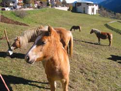 Haflingerpferde im Ultental