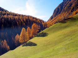 Herbstlärchen im Ultental