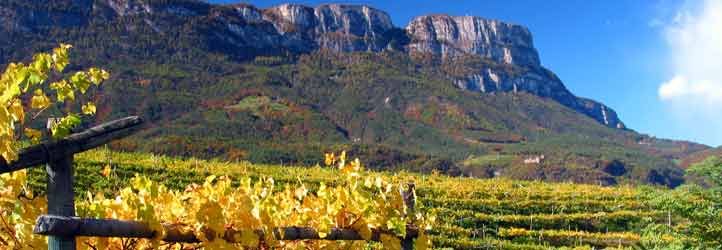Weinstöcke bei Sankt Pauls